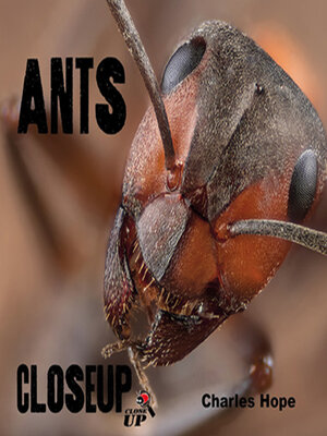 cover image of Ants CloseUp